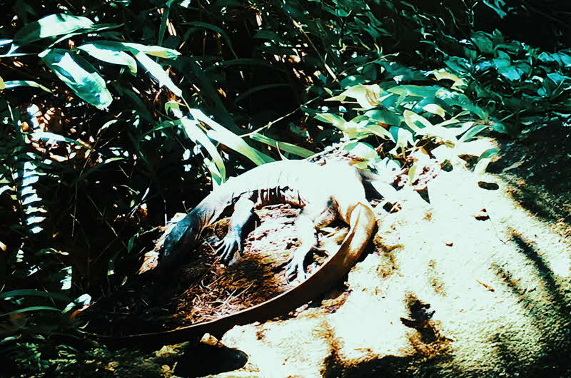 Image of dark forest illuminated by a pale glow