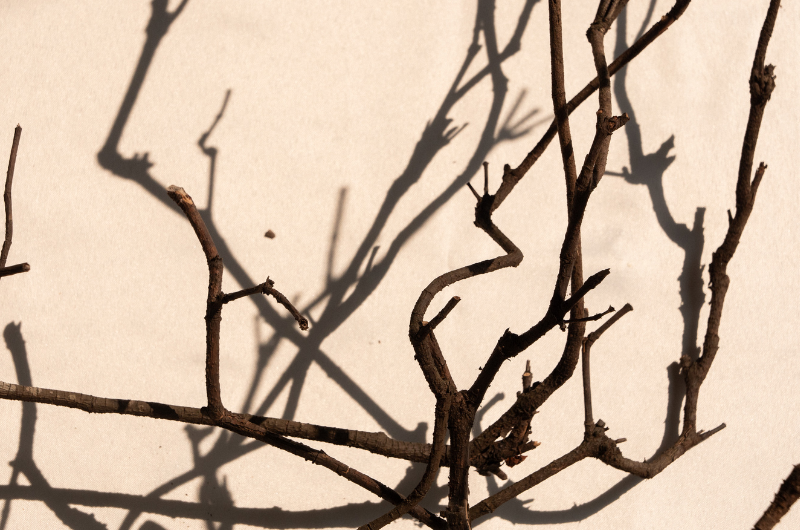 Close up image of tree branches against a peach background