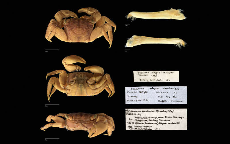 Documentation and details of a crab from Singapore.