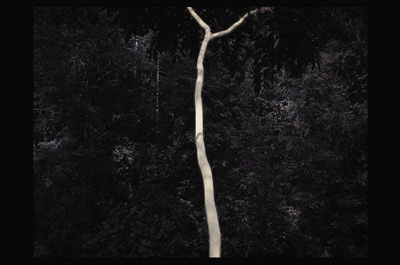 Dark image of a forest with a branch running through the centre