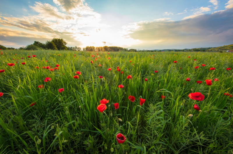 Image of a sunrise/sunset across from a field of red flowers