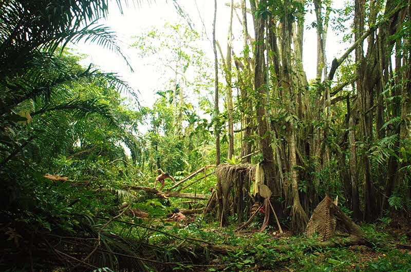 An image of a forest in daylight