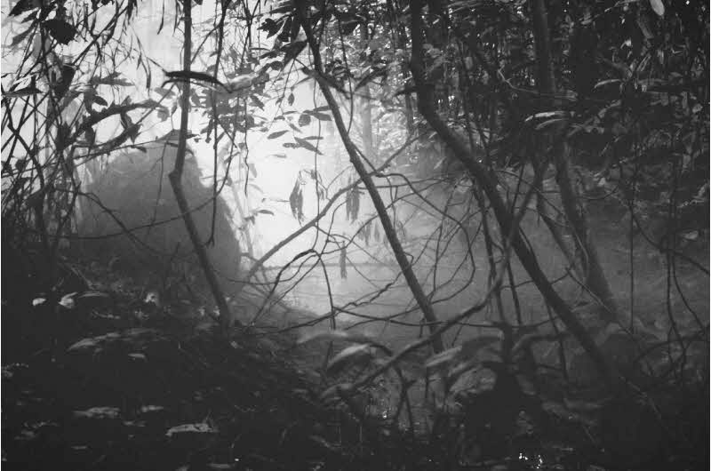 Black and white image of a dark foggy forest with a pale glow coming out of the middle