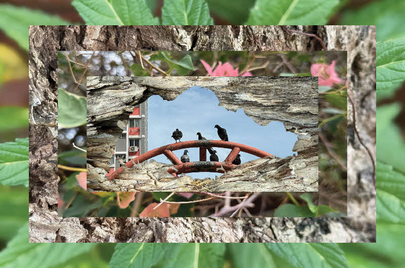 Collage of photos of leaves, tree bark and birds overlaid on each other